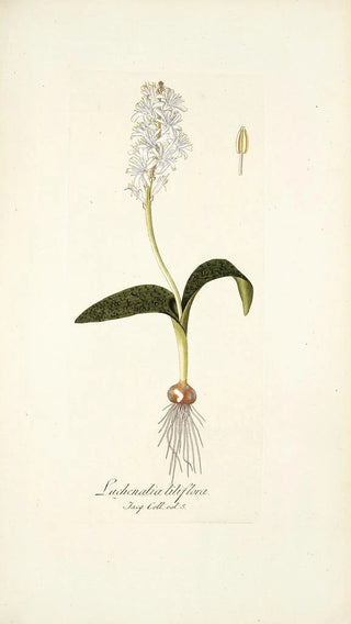 Nikolaus Joseph Freiherr von Jacquin - Lachenalia liliflora.webp
