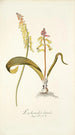 Lachenalia luteola - Nikolaus Joseph Freiherr von Jacquin — vista dell’opera
