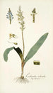 Lachenalia orchioides - Nikolaus Joseph Freiherr von Jacquin — vista dell’opera