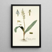 Lachenalia orchioides - Nikolaus Joseph Freiherr von Jacquin — quadro incorniciato alla parete