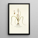 Lachenalia orthopetala - Nikolaus Joseph Freiherr von Jacquin — quadro incorniciato alla parete