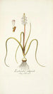 Lachenalia orthopetala - Nikolaus Joseph Freiherr von Jacquin — vista dell’opera