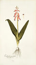 Lachenalia pendula - Nikolaus Joseph Freiherr von Jacquin — vista dell’opera