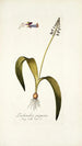 Lachenalia purpurea - Nikolaus Joseph Freiherr von Jacquin — vista dell’opera