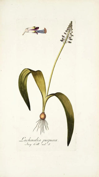 Nikolaus Joseph Freiherr von Jacquin - Lachenalia purpurea.webp
