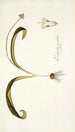Lachenalia pustulata - Nikolaus Joseph Freiherr von Jacquin — vista dell’opera