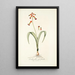 Lachenalia quadricolor - Nikolaus Joseph Freiherr von Jacquin — quadro incorniciato alla parete