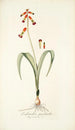 Lachenalia quadricolor - Nikolaus Joseph Freiherr von Jacquin — vista dell’opera
