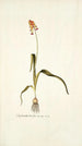 Lachenalia tricolor - Nikolaus Joseph Freiherr von Jacquin — vista dell’opera