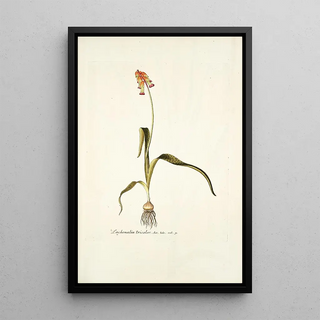 Nikolaus Joseph Freiherr von Jacquin - Lachenalia tricolor.webp