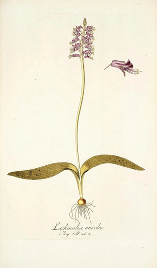 Nikolaus Joseph Freiherr von Jacquin - Lachenalia unicolor.webp