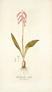 Lachenalia rubida - Nikolaus Joseph Freiherr von Jacquin — vista dell’opera