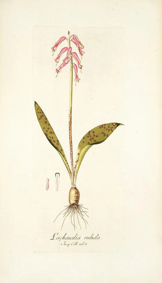 Nikolaus Joseph Freiherr von Jacquin - Lachenlia rubida.webp