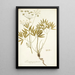 Laserpitium peucedanoides - Nikolaus Joseph Freiherr von Jacquin — quadro incorniciato alla parete
