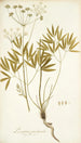 Laserpitium peucedanoides - Nikolaus Joseph Freiherr von Jacquin — vista dell’opera