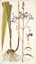 Limodorum tuberosum - Nikolaus Joseph Freiherr von Jacquin — vista dell’opera