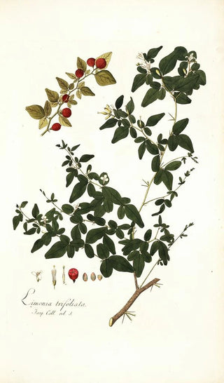 Nikolaus Joseph Freiherr von Jacquin - Limonia trifoliata.webp