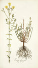 Linum africanum - Nikolaus Joseph Freiherr von Jacquin — vista dell’opera