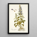 Lobelia siphilitica - Nikolaus Joseph Freiherr von Jacquin — quadro incorniciato alla parete