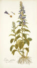 Lobelia siphilitica - Nikolaus Joseph Freiherr von Jacquin — vista dell’opera