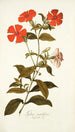 Lychnis grandiflora - Nikolaus Joseph Freiherr von Jacquin — vista dell’opera