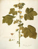 Malachea alceaefolia - Nikolaus Joseph Freiherr von Jacquin — vista dell’opera