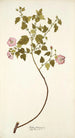 Malva balsamica - Nikolaus Joseph Freiherr von Jacquin — vista dell’opera