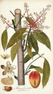 Mangifera indica - Nikolaus Joseph Freiherr von Jacquin — vista dell’opera