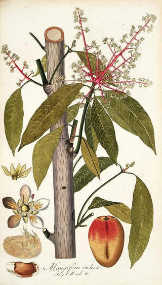 Nikolaus Joseph Freiherr von Jacquin - Mangifera indica.webp