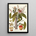 Mangifera indica - Nikolaus Joseph Freiherr von Jacquin — quadro incorniciato alla parete