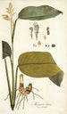 Maranta lutea - Nikolaus Joseph Freiherr von Jacquin — vista dell’opera