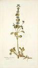 Marrubium astracanicum - Nikolaus Joseph Freiherr von Jacquin — vista dell’opera