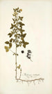 Medicago carstiensis - Nikolaus Joseph Freiherr von Jacquin — vista dell’opera