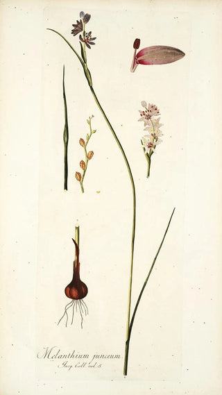 Nikolaus Joseph Freiherr von Jacquin - Melanthium junceum.webp