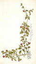 Mesembryanthemum cordifolium - Nikolaus Joseph Freiherr von Jacquin — vista dell’opera