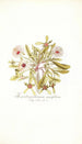 Mesembryanthemum cuneifolium - Nikolaus Joseph Freiherr von Jacquin — vista dell’opera