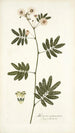 Mimosa caracasana - Nikolaus Joseph Freiherr von Jacquin — vista dell’opera
