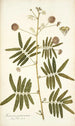 Mimosa portoricensis - Nikolaus Joseph Freiherr von Jacquin — vista dell’opera