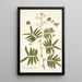 Mimosa portoricensis - Nikolaus Joseph Freiherr von Jacquin — quadro incorniciato alla parete