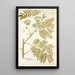 Mimosa speciosa - Nikolaus Joseph Freiherr von Jacquin — quadro incorniciato alla parete