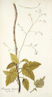 Myagrum arborescens - Nikolaus Joseph Freiherr von Jacquin — vista dell’opera