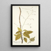 Myagrum arborescens - Nikolaus Joseph Freiherr von Jacquin — quadro incorniciato alla parete