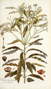 Ochrosia maculata - Nikolaus Joseph Freiherr von Jacquin — vista dell’opera