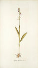 Ophrys myodes - Nikolaus Joseph Freiherr von Jacquin — vista dell’opera