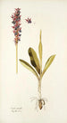 Orchis mascula - Nikolaus Joseph Freiherr von Jacquin — vista dell’opera