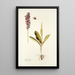 Orchis mascula - Nikolaus Joseph Freiherr von Jacquin — quadro incorniciato alla parete