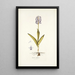 Orchis militaris - Nikolaus Joseph Freiherr von Jacquin — quadro incorniciato alla parete