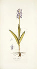 Orchis militaris - Nikolaus Joseph Freiherr von Jacquin — vista dell’opera