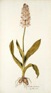 Orchis moravica - Nikolaus Joseph Freiherr von Jacquin — vista dell’opera
