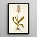 Orchis moravica - Nikolaus Joseph Freiherr von Jacquin — quadro incorniciato alla parete
